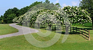 Curving Road and Crapemyrtles