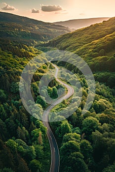 Curving Road Through Dense Forest