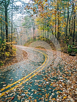 A Curving Road in Fall