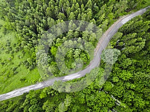 Curving road  leading trough beautiful pine forest landscape. Aerial shoot