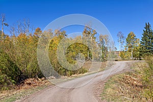 Curving road past young autumn aspen trees