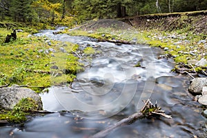 Curving stream in forest