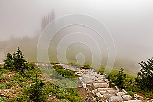 curving trail through fog and sub-alpine meadow covered in wildflowers