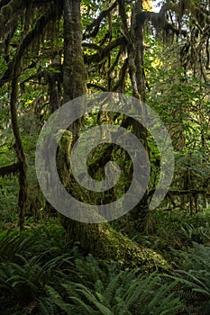 Curving Tree Trunk Covered In Moss And Surrounded By Ferns