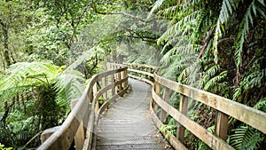 Curving wooden pathway leading through dense jungle forest shot in New Zealand