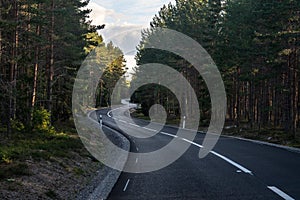 Curvy asphalt road passing through a pine forest in Sweden