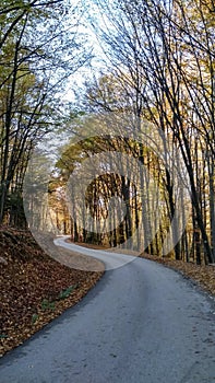 Curvy autumn road through the mountains