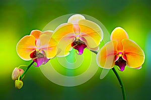 Curvy branch of yellow pink phalaenopsis orchids on abstract background
