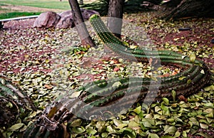 Curvy cactus bent out of shape curling around the ground, looking like a snake