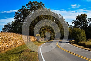 Curvy Country Road with Cornfield