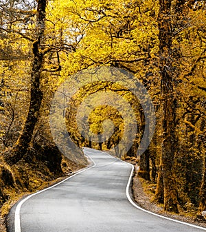 Curvy country road leading through dense autumn color forest