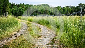 Curvy forest road