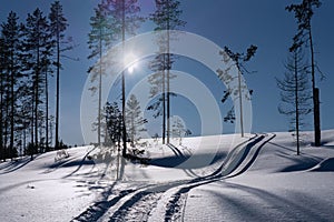 Curvy fresh snowmobile trace on slope, fresh fallen snow in rare pine tree forest. Shiny Sun in clear blue sky, no clouds. Frosty