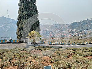 curvy hilly roads among the tea garden of Darjeeling Hill station of India