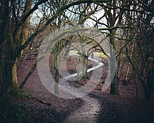 curvy muddy path through forest trees in winter