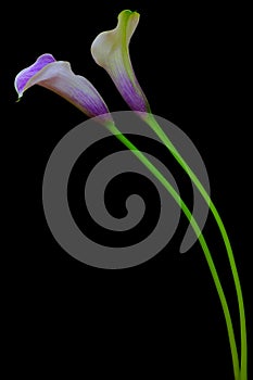 Curvy pair of purple calla lilies against dark background