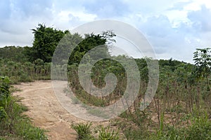 Curvy path of dirt road route that cuts through the cassava plot area.