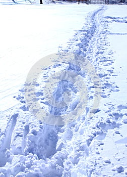 Curvy path in snow