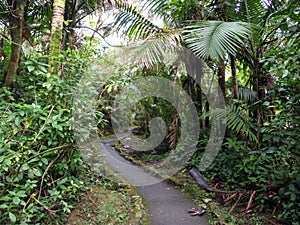 Curvy Path in Tropical Forest