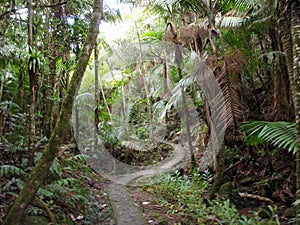 Curvy Path in Tropical rainforest