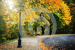 Curvy road in autumn park