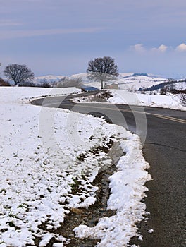 Curvy road and bare tree covered with snow