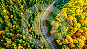 A Curvy Road Divides Vibrant Autumn and Summer Woodlands