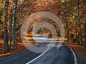 Curvy road through the forest in autumn. Many colorful leafs on the ground - road to the woods