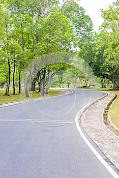 A Curvy Road Of Fresh Green