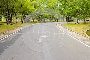 A Curvy Road Of Fresh Green