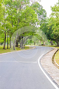 A Curvy Road Of Fresh Green