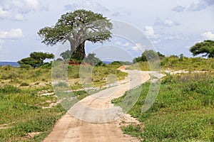 Curvy road near the baobab tree