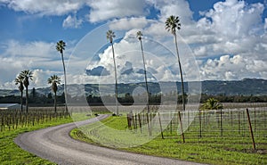 Curvy Road through Palm Trees and California Vineyard