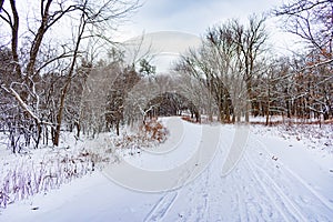 Curvy Snow Covered Trail in a Midwestern Forest during Winter