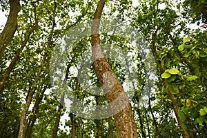 A curvy tree around a forest area unique photo