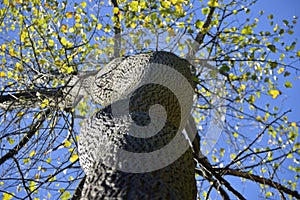 Curvy tree trunk reaches for the sky