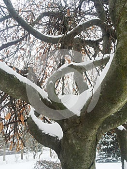 Curvy twisty unique tree with snow in winter