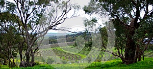 Curvy Vineyard & Eucalypts photo