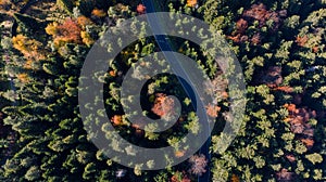 Curvy Winding Road in Forest at Fall. Vibrant Colors. Aerial Drone View