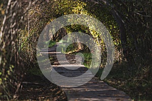 curvy wooden path