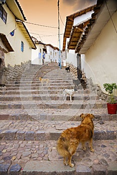 Cusco dogs photo