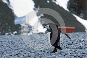 Penguin of Magellan, antartida photo