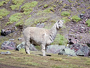 Llama Lama glama mammal that abounds in the high plateau of the Andes, Peru. photo