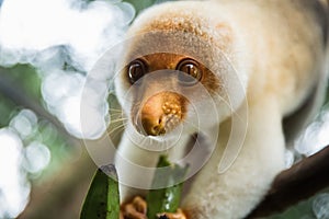 cuscus eating banana