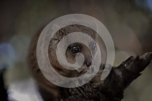 Cuscus photo