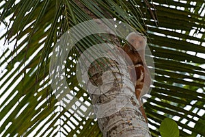 Cuscus indonesian possum endemic monkey portrait