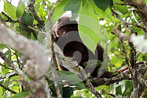 Cuscus surrounded by leaves in tree