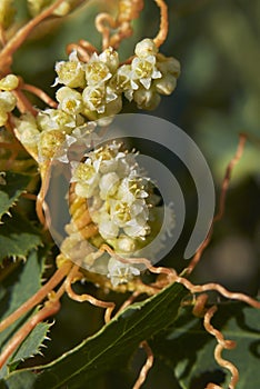 Cuscuta campestris close up