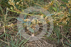 Cuscuta campestris close up