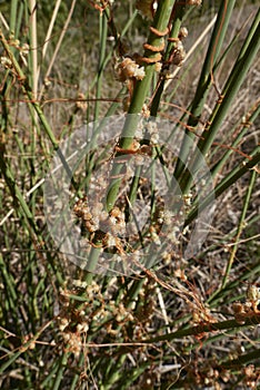 Cuscuta campestris close up